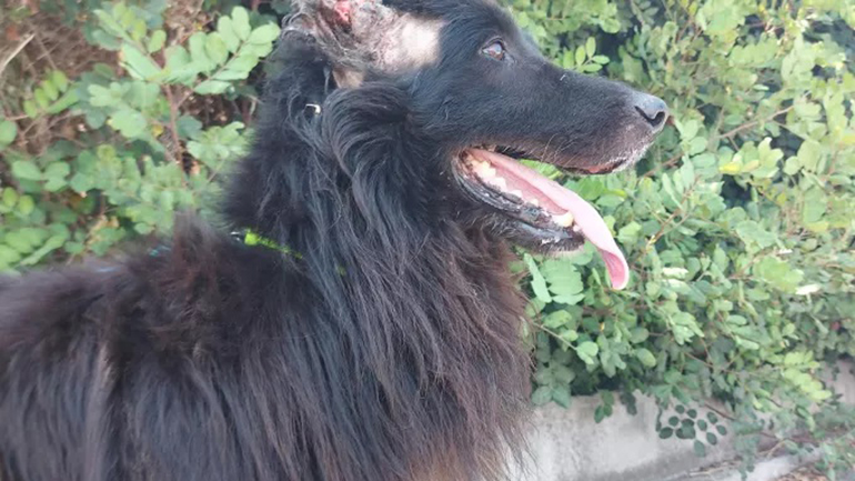 Ρέθυμνο: Ακρωτηρίασε σκύλο και τον έδεσε στα σκουπίδια